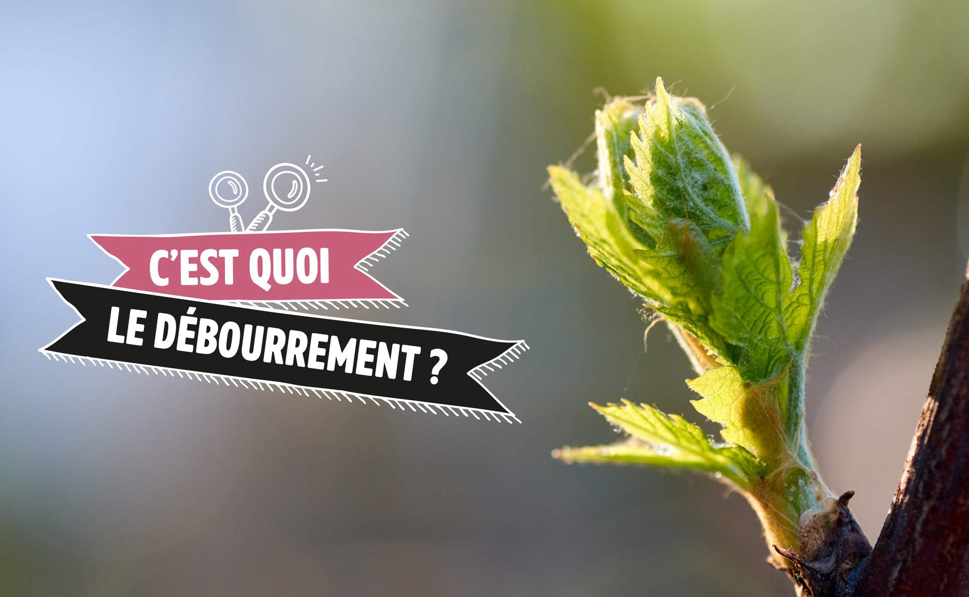 Qu'est-ce que le débourrement de la vigne ? - Journal du Vin