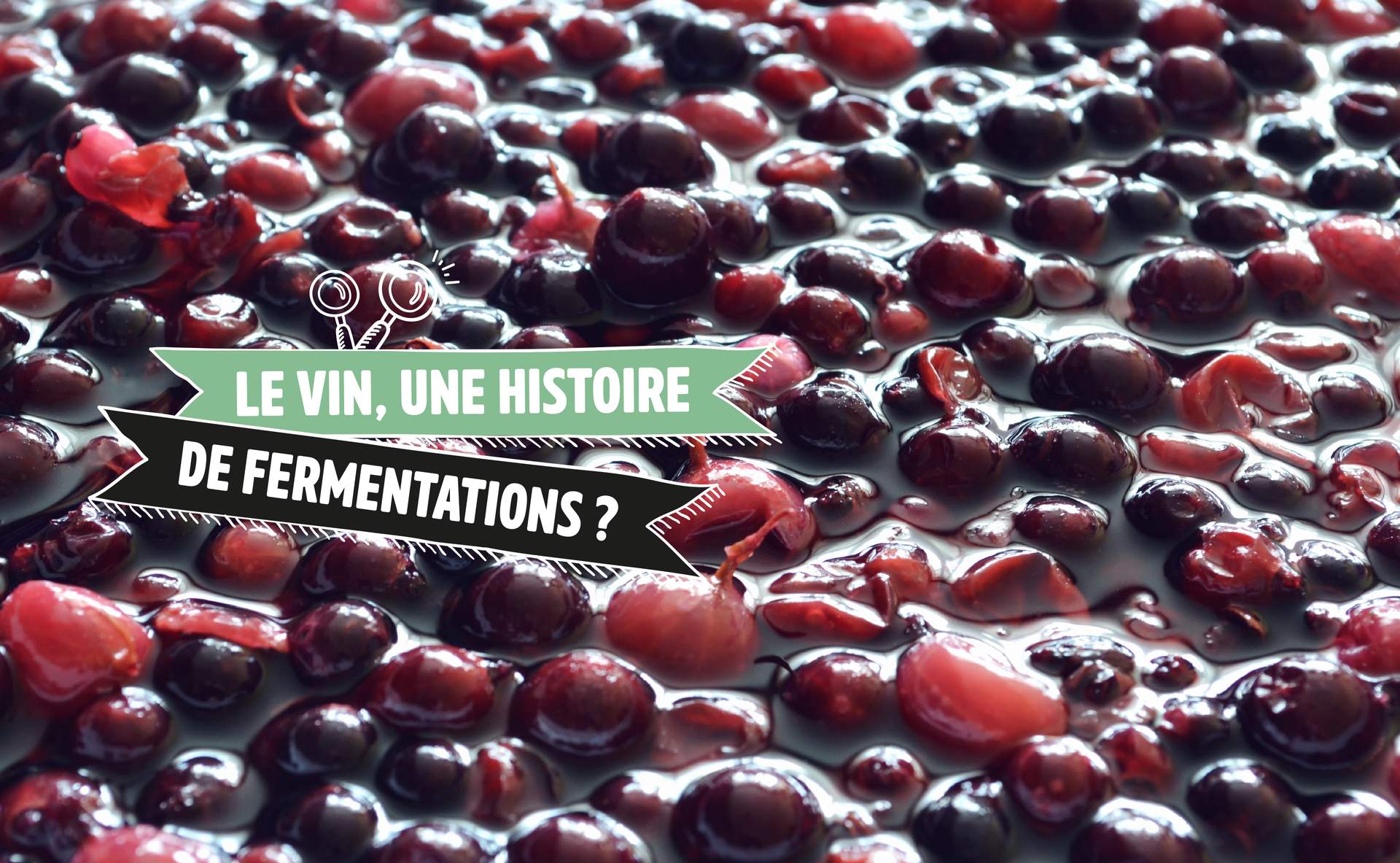 Le vin, une histoire de fermentations - 179602 Fa78e1aDbc591DD4fD2fD927ec4e82bb26f0f8a2