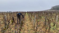 Dans les vignes de Côte-d'Or, on taille les vignes pour repartir sur le bon pied