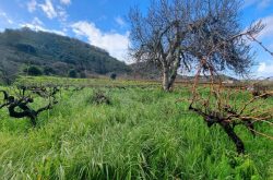 A new level of identity for Canary Island wines