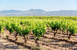 First single-vineyard Rioja sparkling wine released