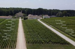 Bordeaux château to ‘simulate’ 2050 vintage climate
