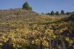 Saving La Palma’s special vine heritage