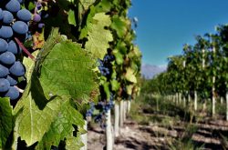 Argentina harvest report 2022: ‘wines with excellent ageing potential’