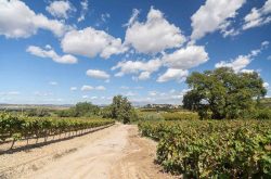 DO Penedès announces the first “Vi de Mas” wines