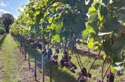 Warmer climate to boost UK wine production, says study