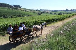 Dream job? Majestic to pay ‘vintern’ to drink wine on holiday