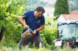 Bodegas Marqués de Vizhoja experiments with coffee to reduce fungal disease