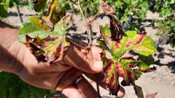 Feuilles jaunies et raisins rabougris, les dégâts de la sécheresse dans le vignoble bordelais