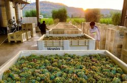 First grapes picked in Napa Valley 2022 harvest
