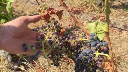 Savoie : face à la sécheresse, ce vigneron craint "une perte de 30 à 40%" sur sa récolte