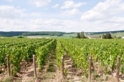 Champagne harvest 2022: top quality forecast as picking begins