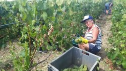 EN IMAGES- Vendanges 2022 en Champagne : premiers coups de sécateurs à Saudoy