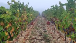 Les vendanges dans le châtillonnais