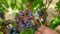 PHOTOS – Des vignes touchées par la grêle de mardi dans l'Hérault