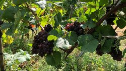 L'association Wine Tech veut innover dans le milieu du vin