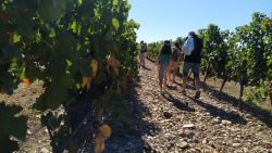 La Fête des vendanges de retour au domaine de Candie, à Toulouse, après deux années de pandémie