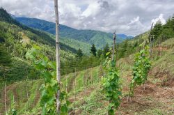 Club dVIN offers members trip to ‘Bhutan’s first wine harvest’