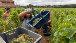 Vers un millésime « très prometteur » dans le Bordelais