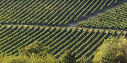 Les vins de Bourgogne visent la neutralité carbone d’ici à 2035