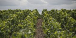 Pourquoi créer une AOC "Médoc blanc" ?