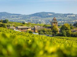Pouilly-Loché et Pouilly-Vinzelles : 1 er crus espérés en 2024