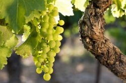 Big push on Rhône Valley whites underway
