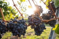 Va Piano purchases 21 hectare vineyard in Walla Walla Valley