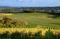 Fred Sirieix: ‘English wine estates need to play the long game’