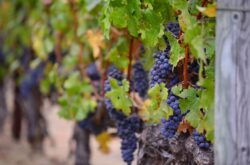 Grapevines first domesticated 11,000 years ago, says study