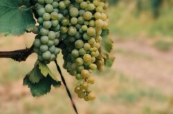 Andrew Jefford: ‘The situation holds Georgian wine developments in check’