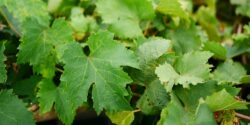 Pluie et chaleur à Bordeaux, un cocktail propice au mildiou