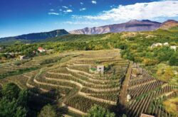 Benanti – Historical interpreters of Etna’s soul