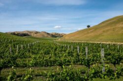 New Zealand Sauvignon Blanc demand causes exports to spike
