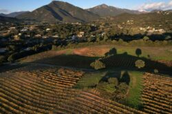 Andrew Jefford: ‘Corsica is a new exploration of Mediterranean wine identity’