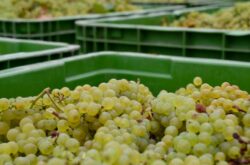 Australian wine producers report smallest vintage since 2000