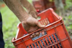 Extreme weather may cut Italy’s 2023 wine harvest: Forecast