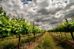 US wine giant Ste. Michelle to cut grape supply in Washington State