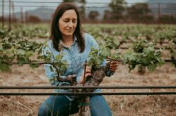 Napa and Sonoma 2023: Harvest forecast