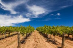 Australia’s wine industry faces years of oversupply after exports plunge