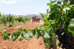 Elaine Chukan Brown: ‘In conventional terms, Arizona seems an unlikely place for vines’