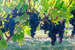 French government to spend €200m destroying surplus wine
