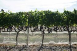 New Zealand wine exports surge by a record 23%