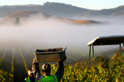 Sonoma County AVAs: Overview and 10 wines to try