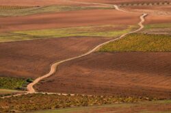 Italian & Spanish wine harvests 2023: Crops to plunge to six-year lows