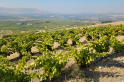 US Grenache for International Grenache Day