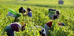 La préfecture de la Marne ferme des hébergements collectifs de vendangeurs jugés insalubres