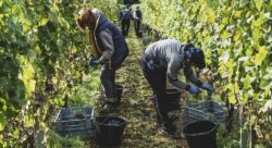 Vendanges: la Confédération paysanne dénonce les conditions de travail des saisonniers
