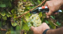 Champagne : deux enquêtes ouvertes pour "traite d’êtres humains"