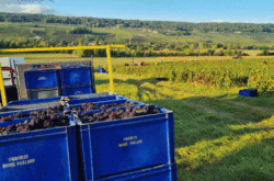 Champagne harvest 2023: A bumper crop